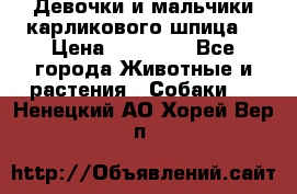 Девочки и мальчики карликового шпица  › Цена ­ 20 000 - Все города Животные и растения » Собаки   . Ненецкий АО,Хорей-Вер п.
